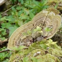 Przyroda Ojcowskiego Parku Narodowego