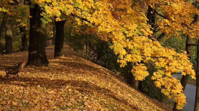 jesien park podgórski